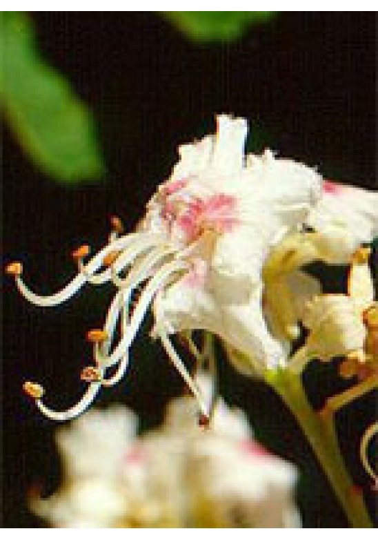 MSA AESCULUS HIPPOCA 50ML