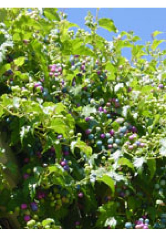 MSA AMPELOPSIS WEITC 50ML