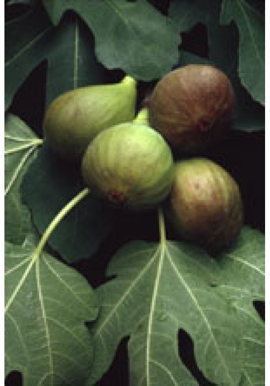 MSA FICUS CARICA 50ML