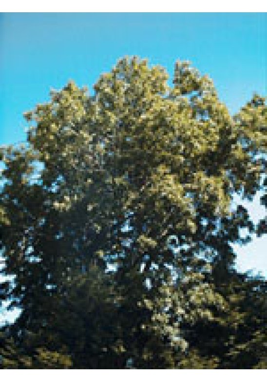 MSA FRAXINUS EXCELS 50ML