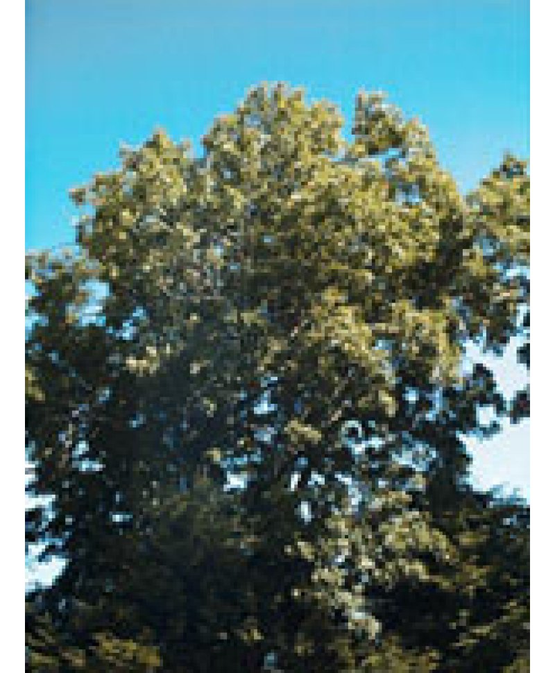 MSA FRAXINUS EXCELS 50ML
