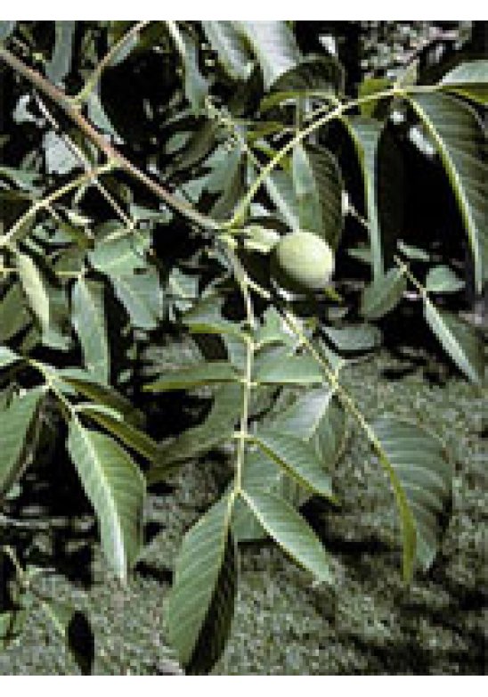 MSA JUGLANS REGIA 50ML