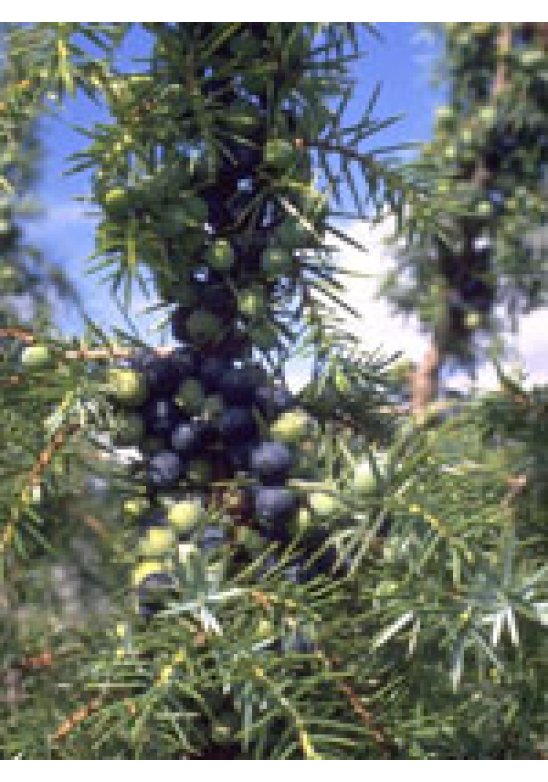 MSA JUNIPERUS COMMUN 50ML