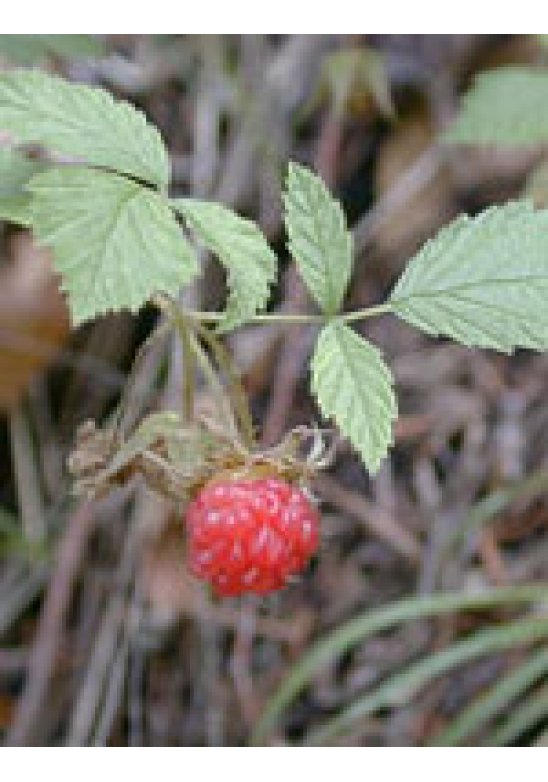 MSA RUBUS IDAEUS 50ML