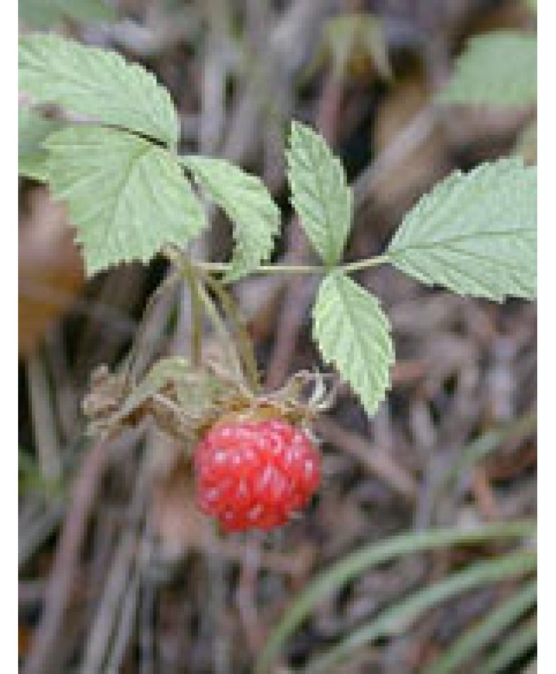 MSA RUBUS IDAEUS 50ML