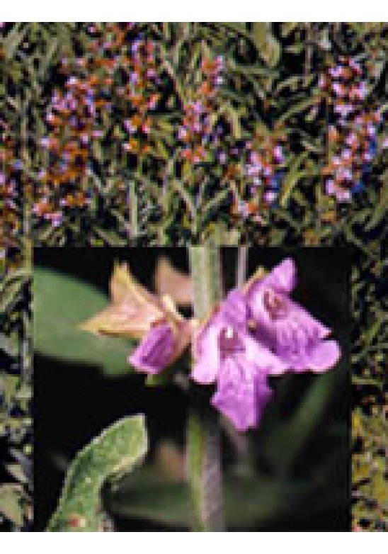 TSA SALVIA OFFICINALIS 50ML