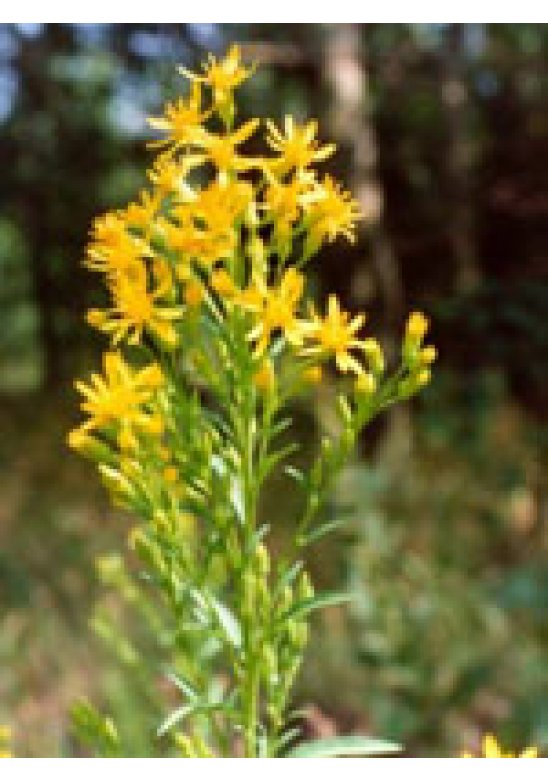 TSA SOLIDAGO VIRGAUREA 50ML