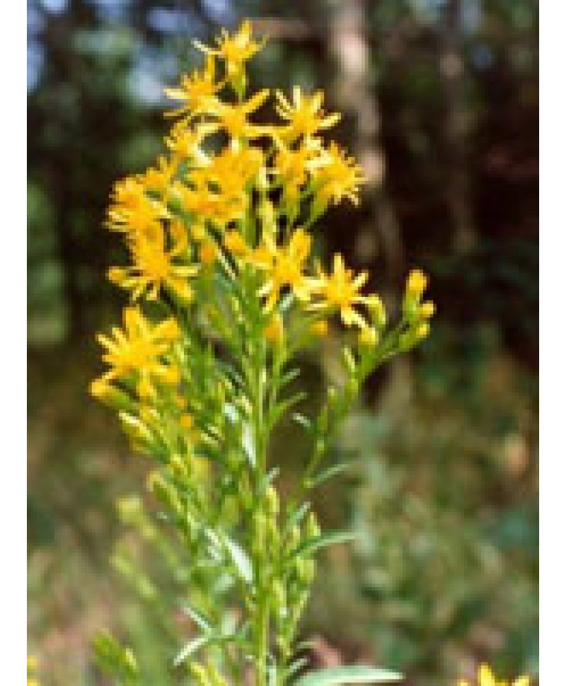 TSA SOLIDAGO VIRGAUREA 50ML