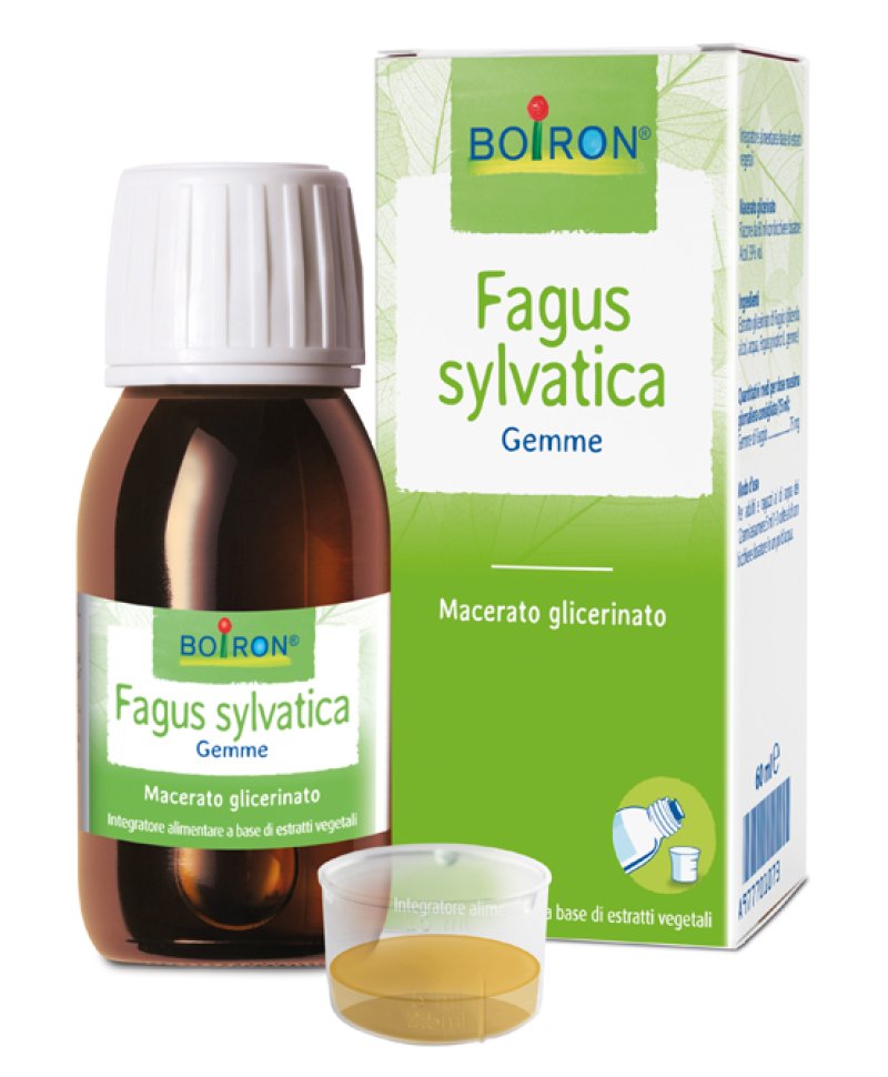 FAGUS SYLVATICA MG 60ML INT