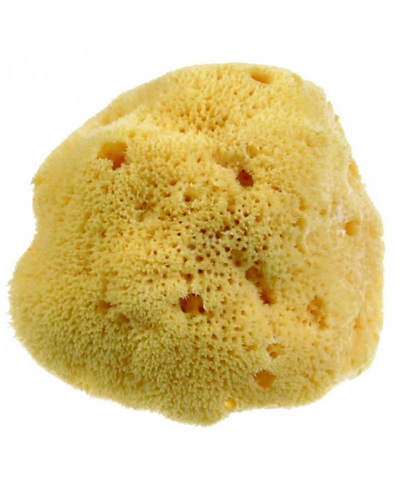 BEAUTYTIME SPUG NAT DAMA M