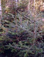 MSA ABIES PECTINATA 50ML SOLE